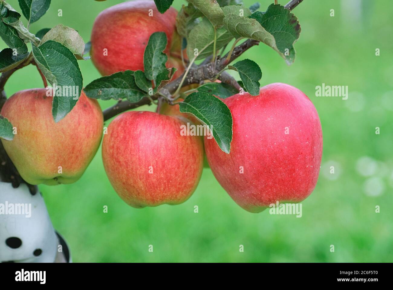 Apfel, Malus domestica Ambrosia, Apple, Malus domestica Ambrosia Stock Photo