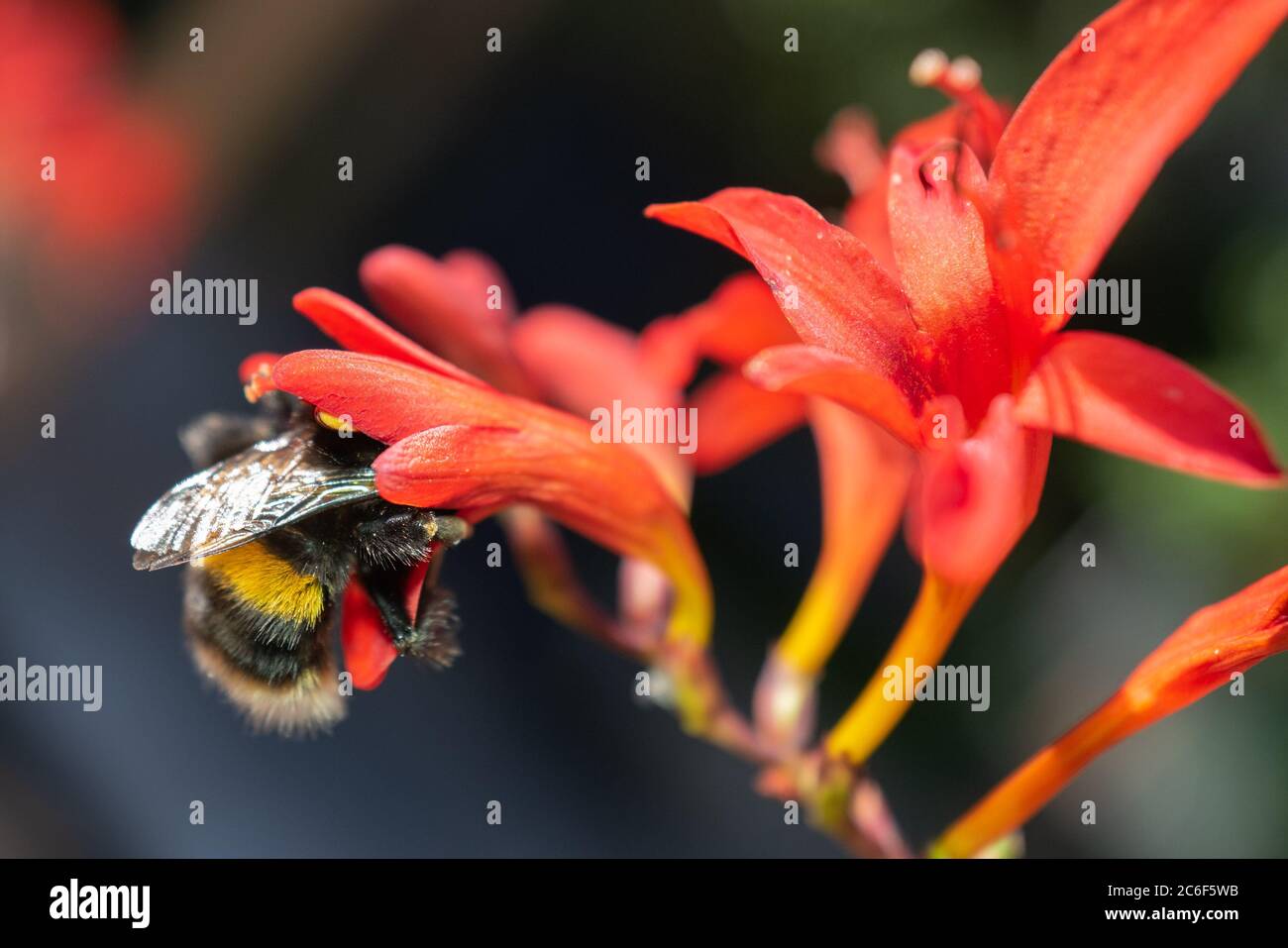 Bumble bee pollen sac hi-res stock photography and images - Alamy