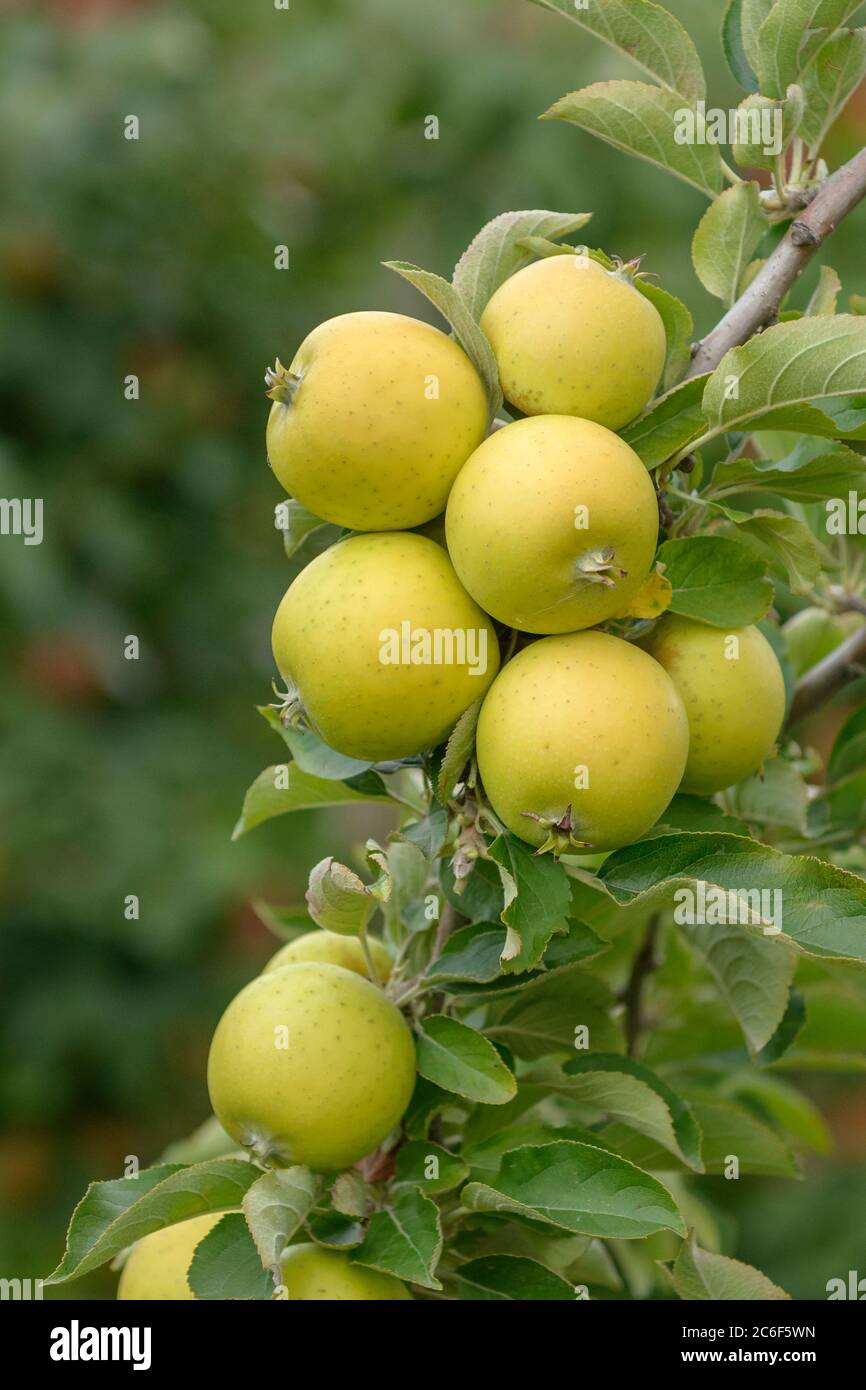 Apfel, Malus domestica Ananas Reinette, Apple, Malus domestica pineapple Reinette Stock Photo