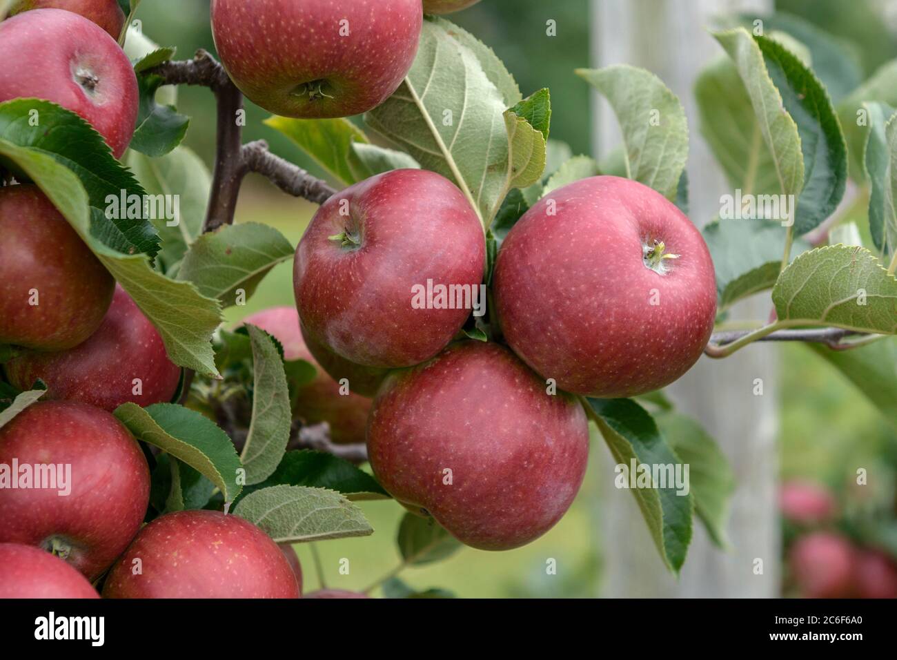 Apfel, Malus domestica Blauacher Waedenswil, Apple, Malus domestica Blue Buchacher Waedenswil Stock Photo
