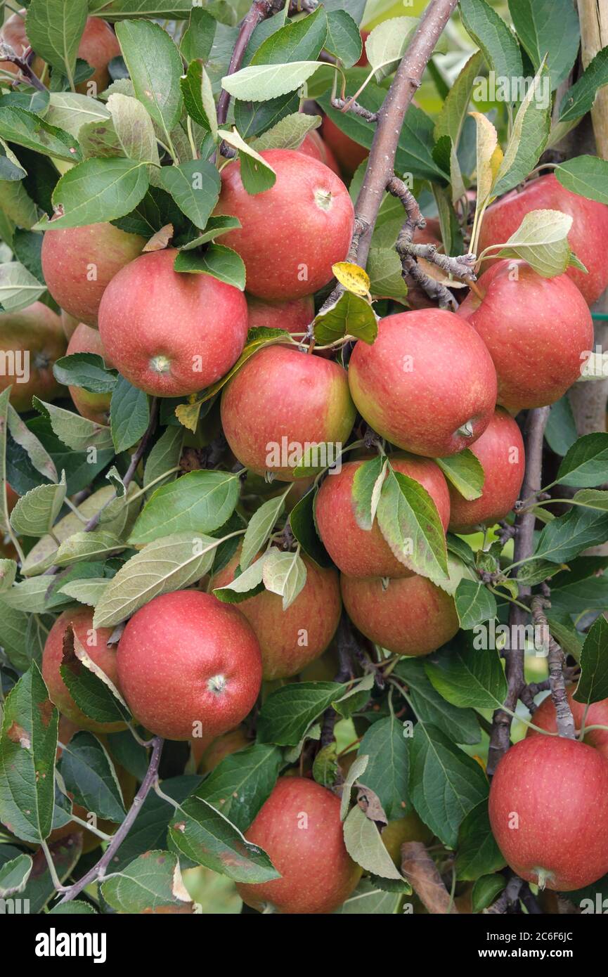 Apfel, Malus domestica Braeburn Schneider, Apple, Malus domestica Braeburn Schneider Stock