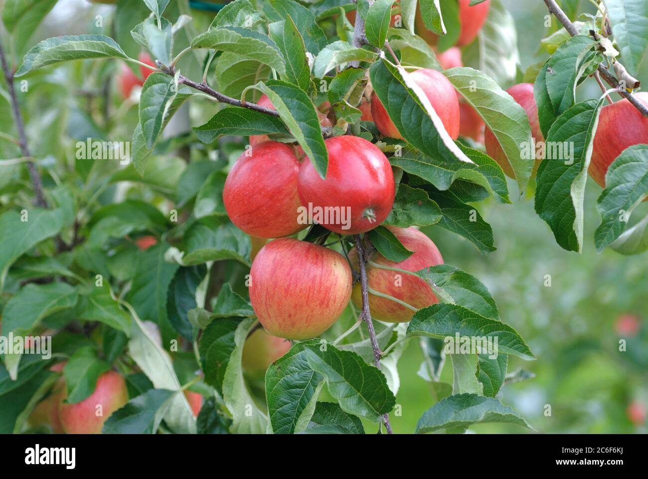 Malus domestica 'Red Delicious' (Semi-Dwarf Apple)