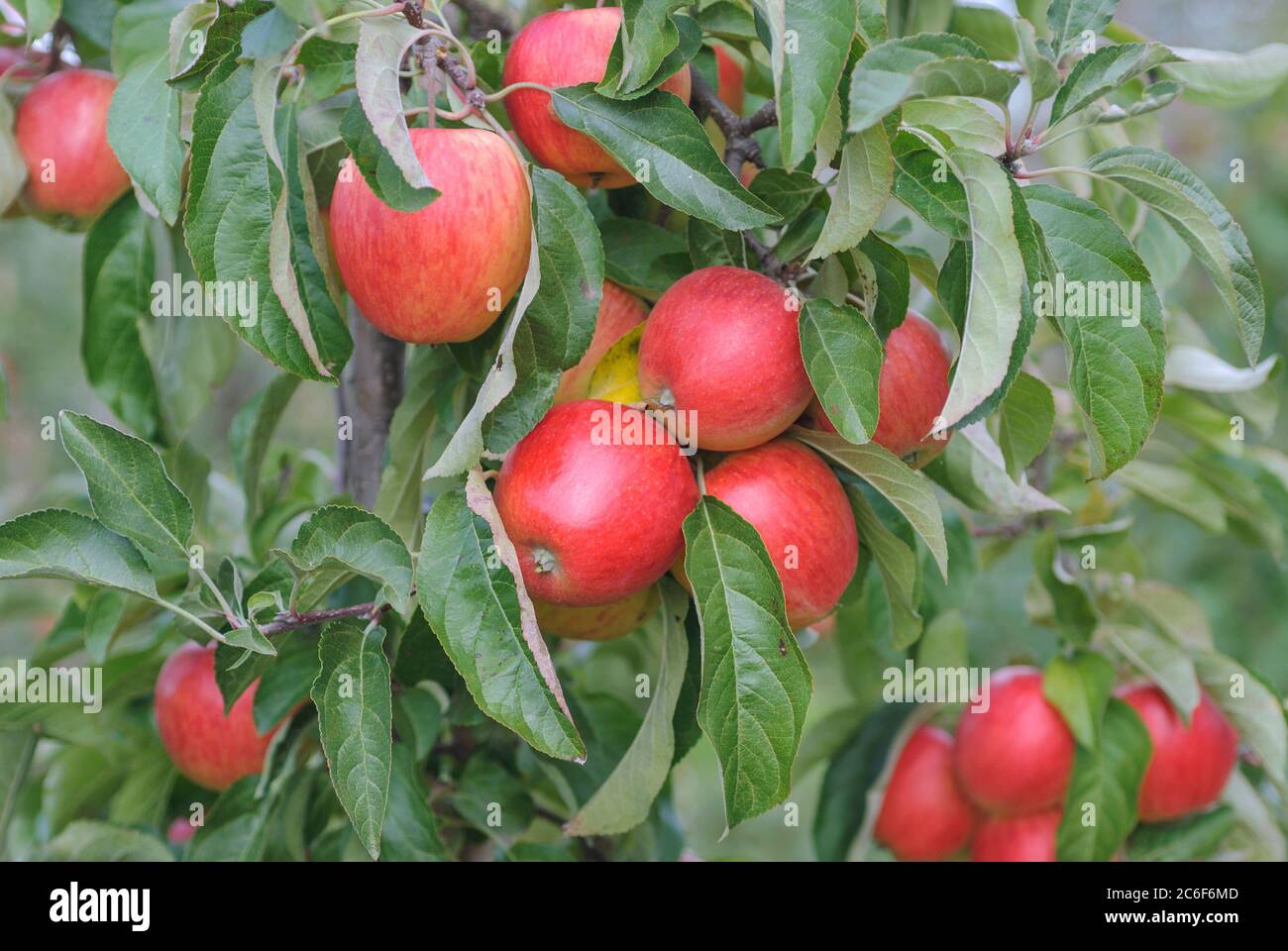 Zwerg-Apfel, Malus domestica Dalinip, Dwarf apple, Malus domestica Dalinip Stock Photo