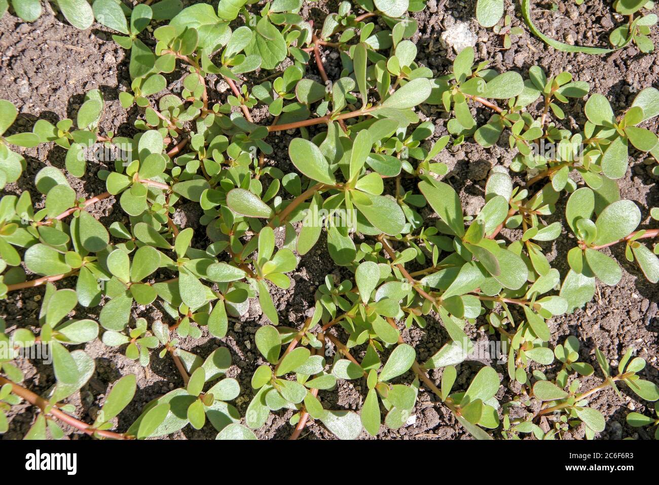 Portulaca oleracea (common purslane, verdolaga, red root, pursley) in field. It is used as traditional Chinese medical herbal (Ma Chi Xian 'horse toot Stock Photo