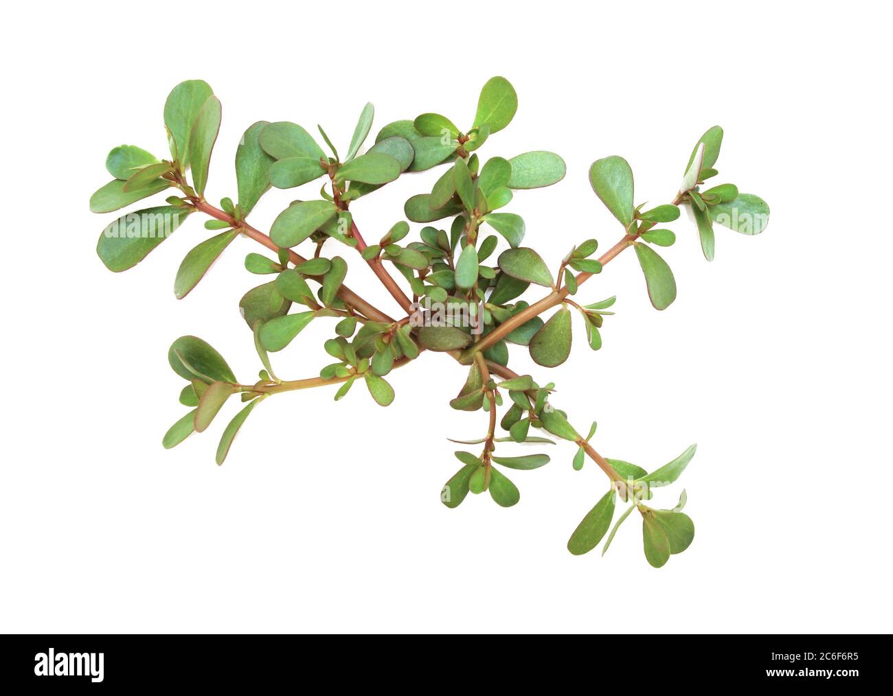Portulaca oleracea (common purslane, verdolaga, red root, pursley) on white background. It is used as traditional Chinese medical herbal (Ma Chi Xian Stock Photo