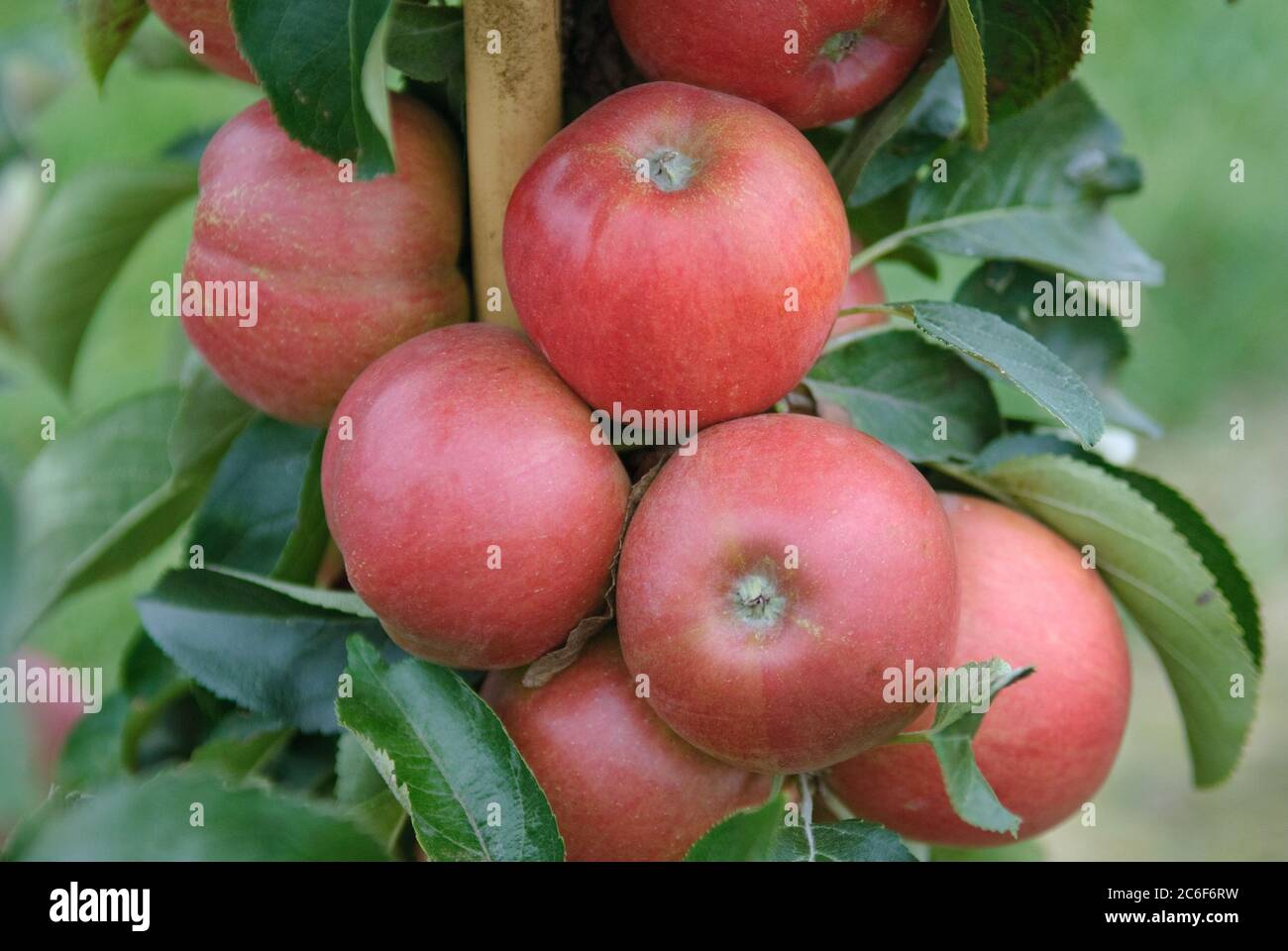 Apfel, Malus domestica Delcoti, Apple, Malus domestica Delcoti Stock Photo