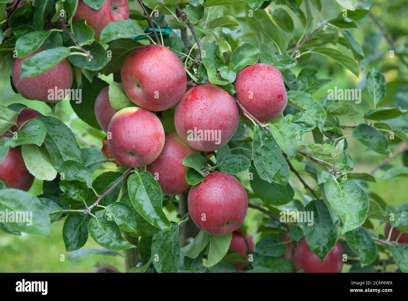 Apfel, Malus domestica Enterprise, Apple, Malus domestica enterprise Stock Photo