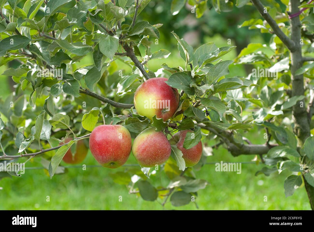Apfel, Malus domestica Geheimrat Breuhahn, Apple, Malus domestica privy Breuhahn Stock Photo
