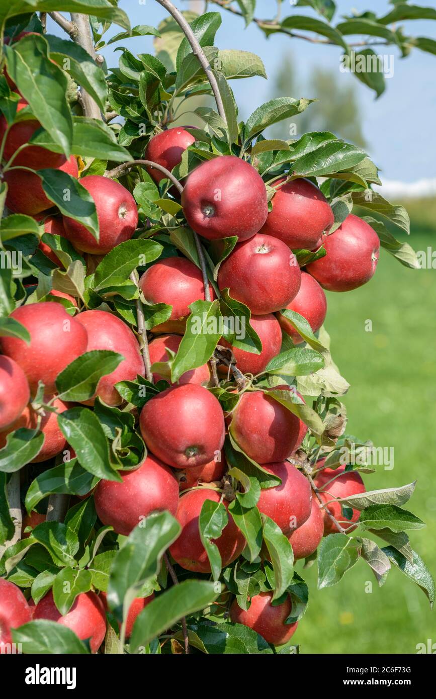 Apfel, Malus domestica Gemini, Apple, Malus domestica Gemini Stock Photo