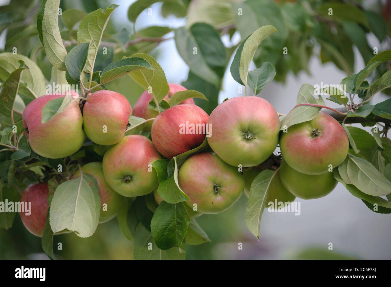 Apfel, Malus domestica Gravensteiner, Apple, Malus domestica Gravensteiner Stock Photo