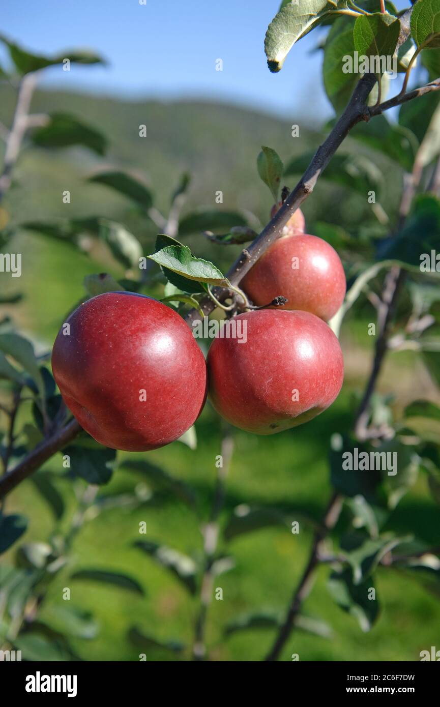 Apfel, Malus domestica Himbeerapfel von Holowaus, Apple, Malus domestica raspberry apple from Holowaus Stock Photo