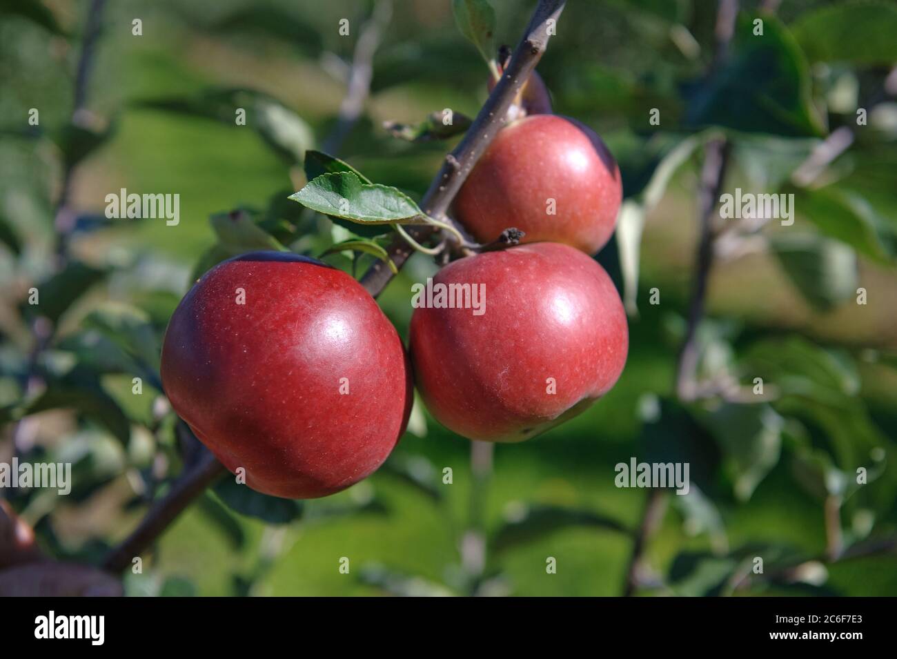 Apfel, Malus domestica Himbeerapfel von Holowaus, Apple, Malus domestica raspberry apple from Holowaus Stock Photo