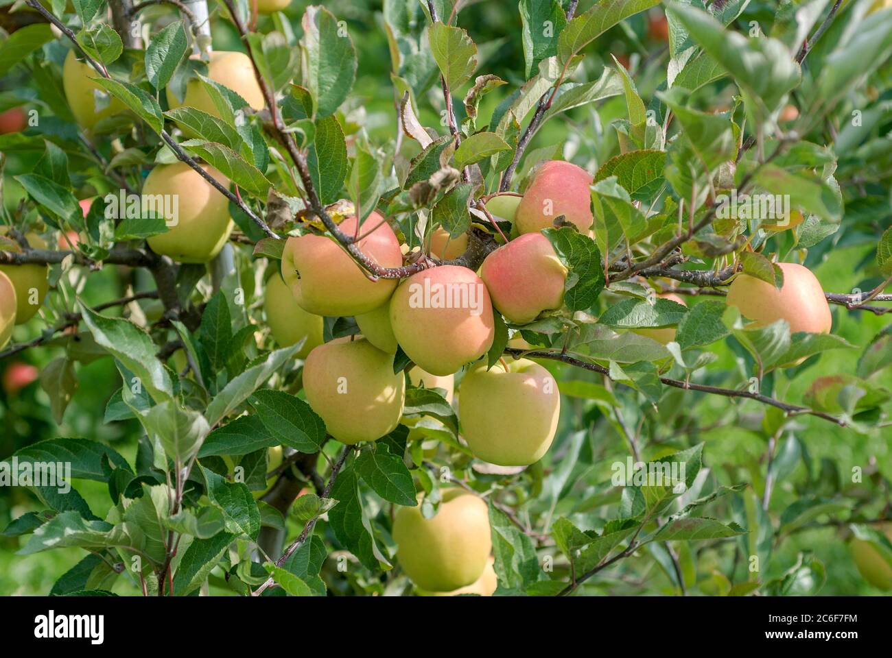 Apfel, Malus domestica Iduna, Apple, Malus domestica Iduna Stock Photo