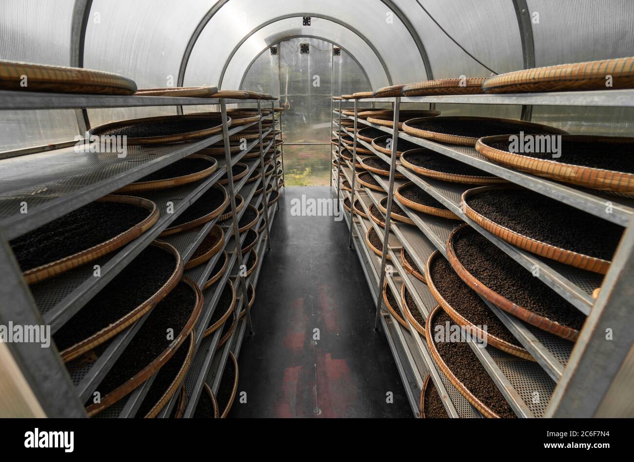 Black and brown, red peppercorns drying in drying room or box on plates ...
