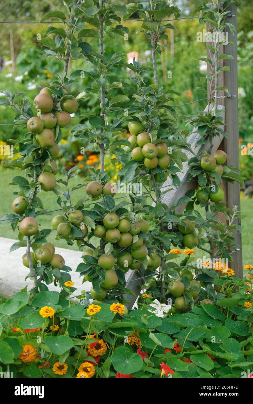 Spalier-Apfel, Malus domestica Kanadarenette, Trellis-apple, Malus domestica Reinette du Canada Stock Photo