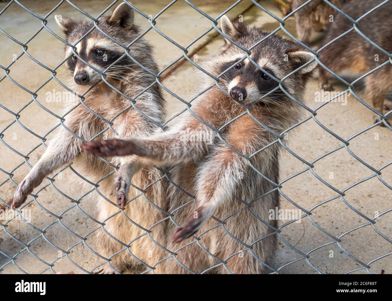 Racoon in cage hi-res stock photography and images - Alamy