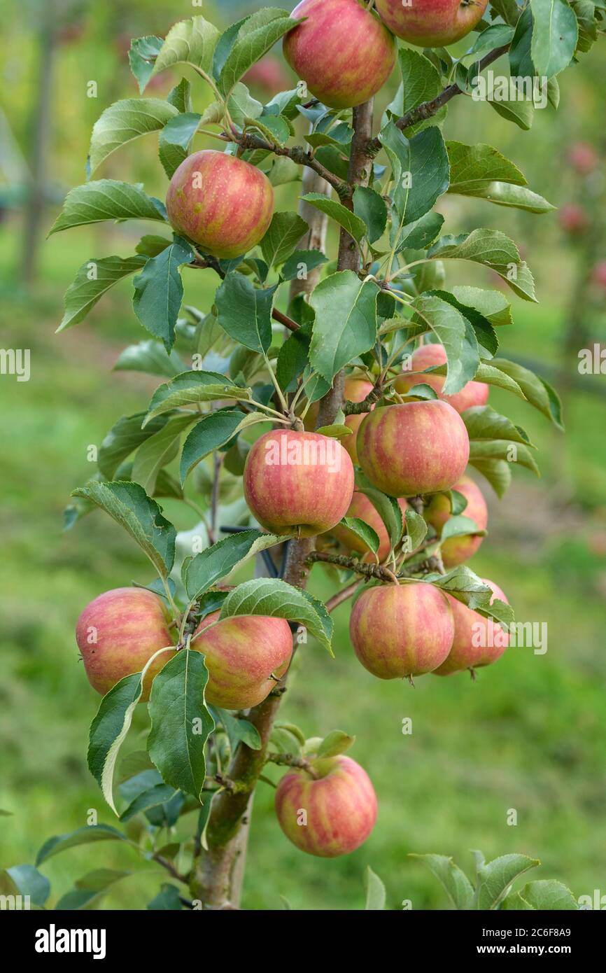 Apfel, Malus domestica Karneval, Apple, Malus domestica Carnival Stock Photo