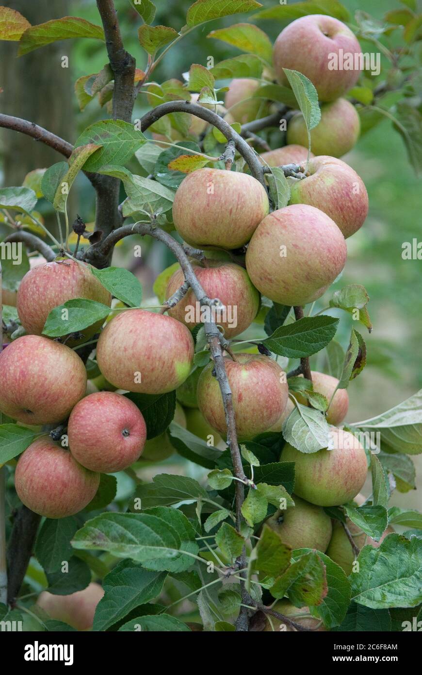 Apfel, Malus domestica Kasseler Renette, Apple, Malus domestica Kassel rennet Stock Photo