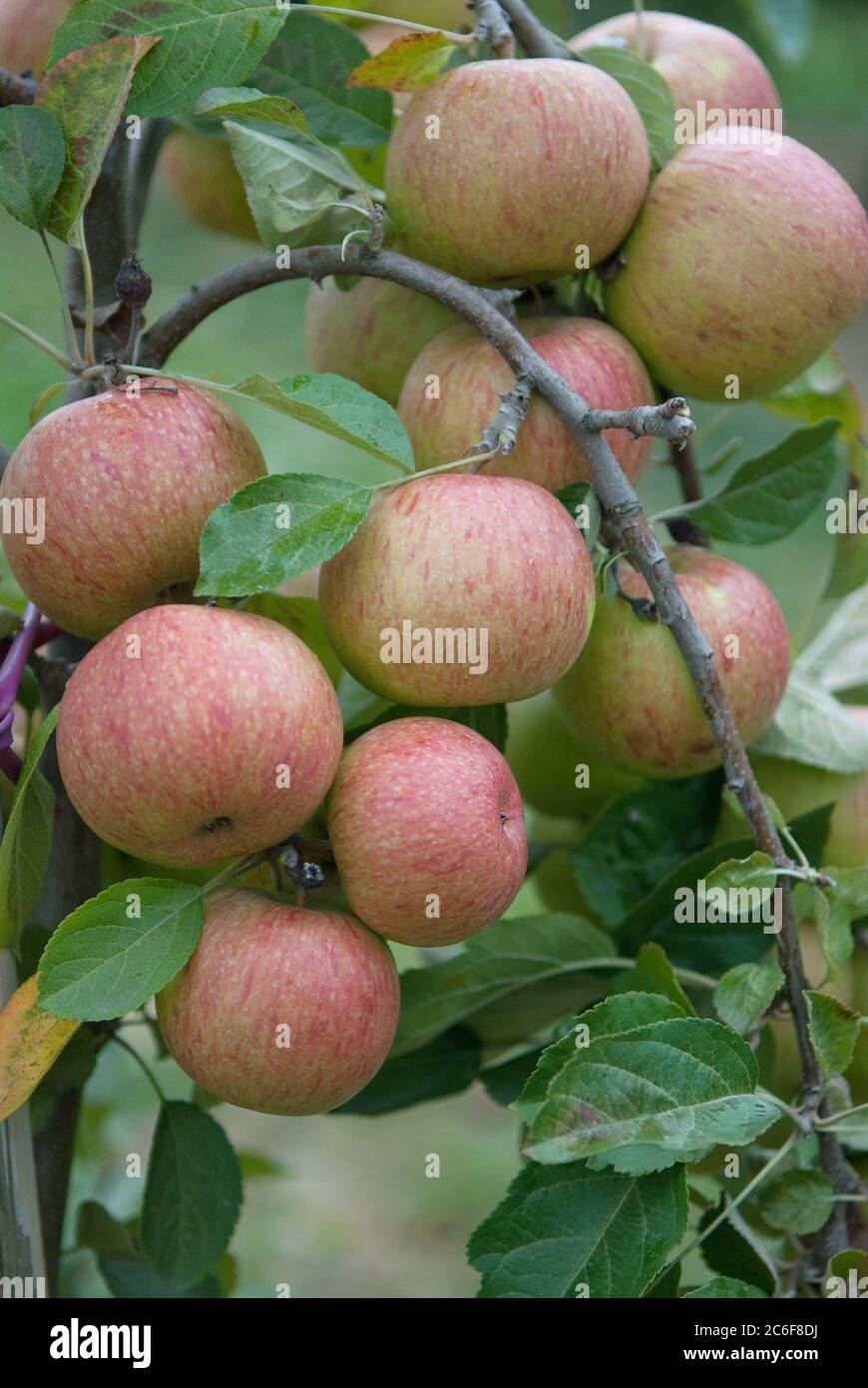 Apfel, Malus domestica Kasseler Renette, Apple, Malus domestica Kassel rennet Stock Photo