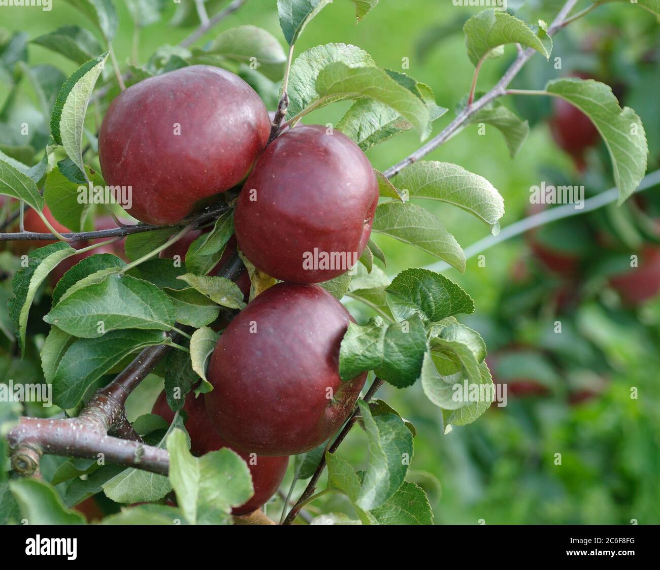 Apfel, Malus domestica Katrina, Apple, Malus domestica Katrina Stock Photo