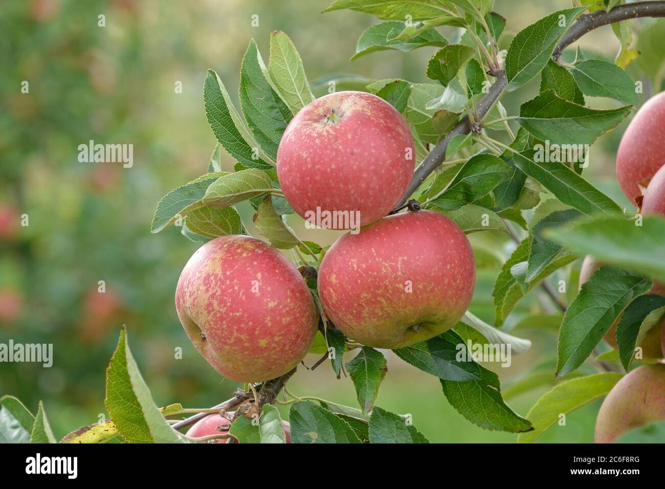 Apfel, Malus domestica Margol, Apple, Malus domestica Margol Stock Photo