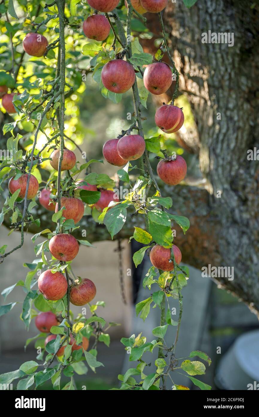 Apfel, Malus domestica Oberlausitzer Muskatrenette, Apple, Malus domestica Oberlausitzer Muskatrenette Stock Photo