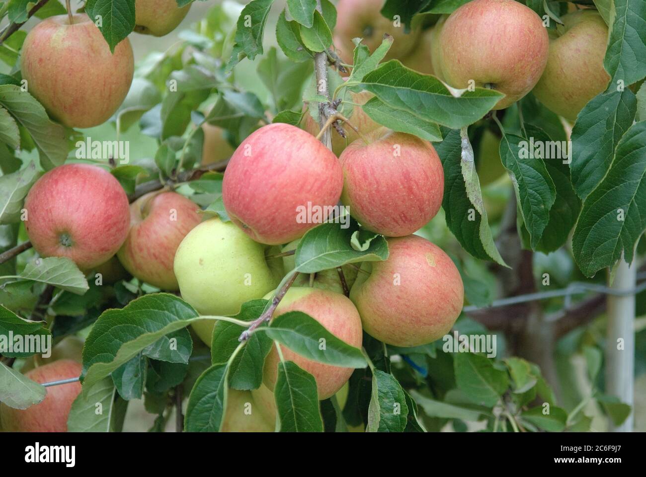 Apfel, Malus domestica Pinova, Apple, Malus domestica Pinova Stock Photo