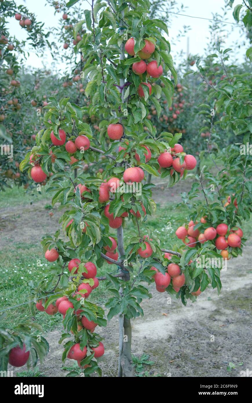 Apfel, Malus domestica Pinova, Apple, Malus domestica Pinova Stock Photo