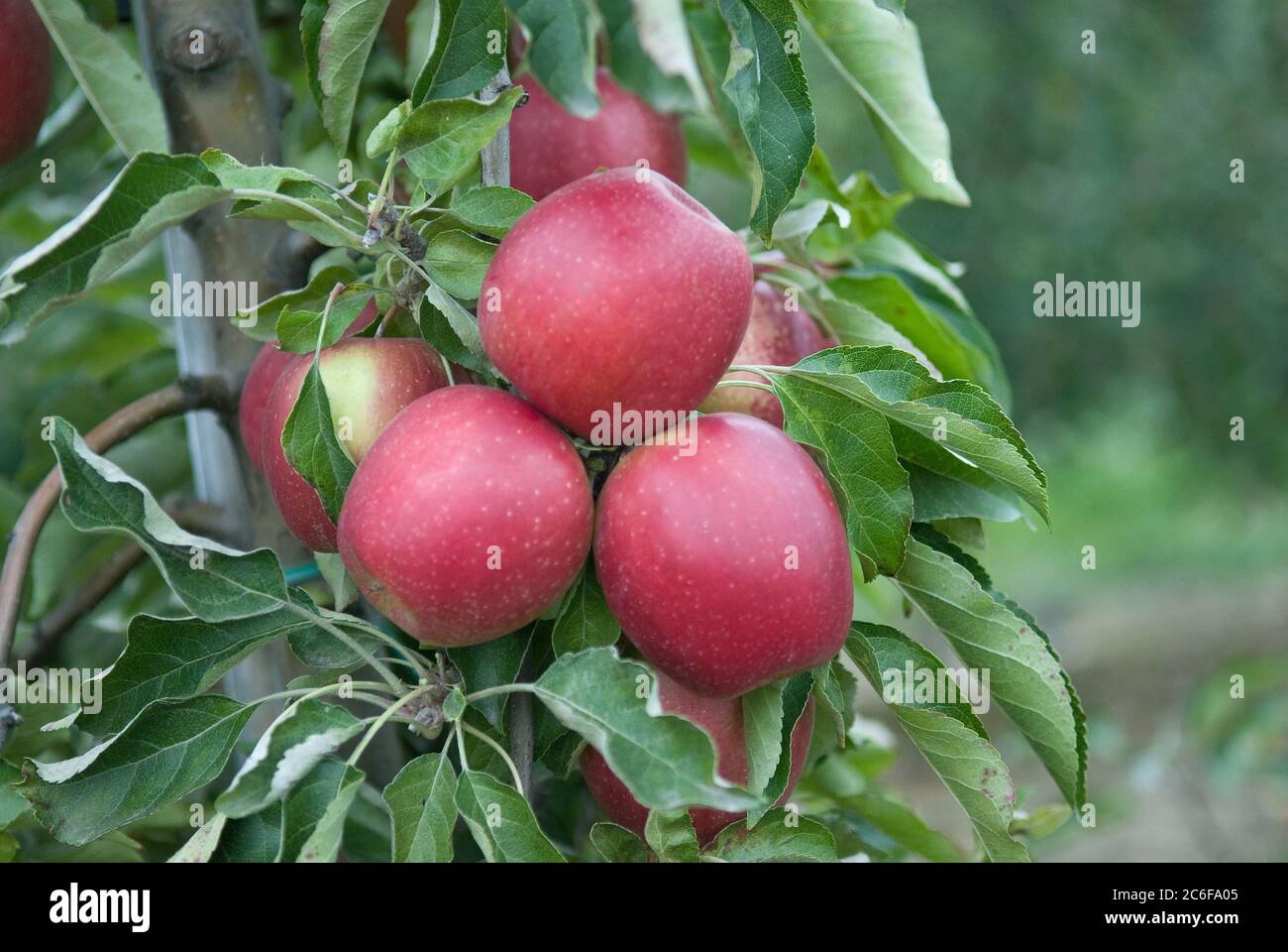 Winter-Apfel, Malus domestica Pivita, Winter apple, Malus domestica Pivita  Stock Photo - Alamy
