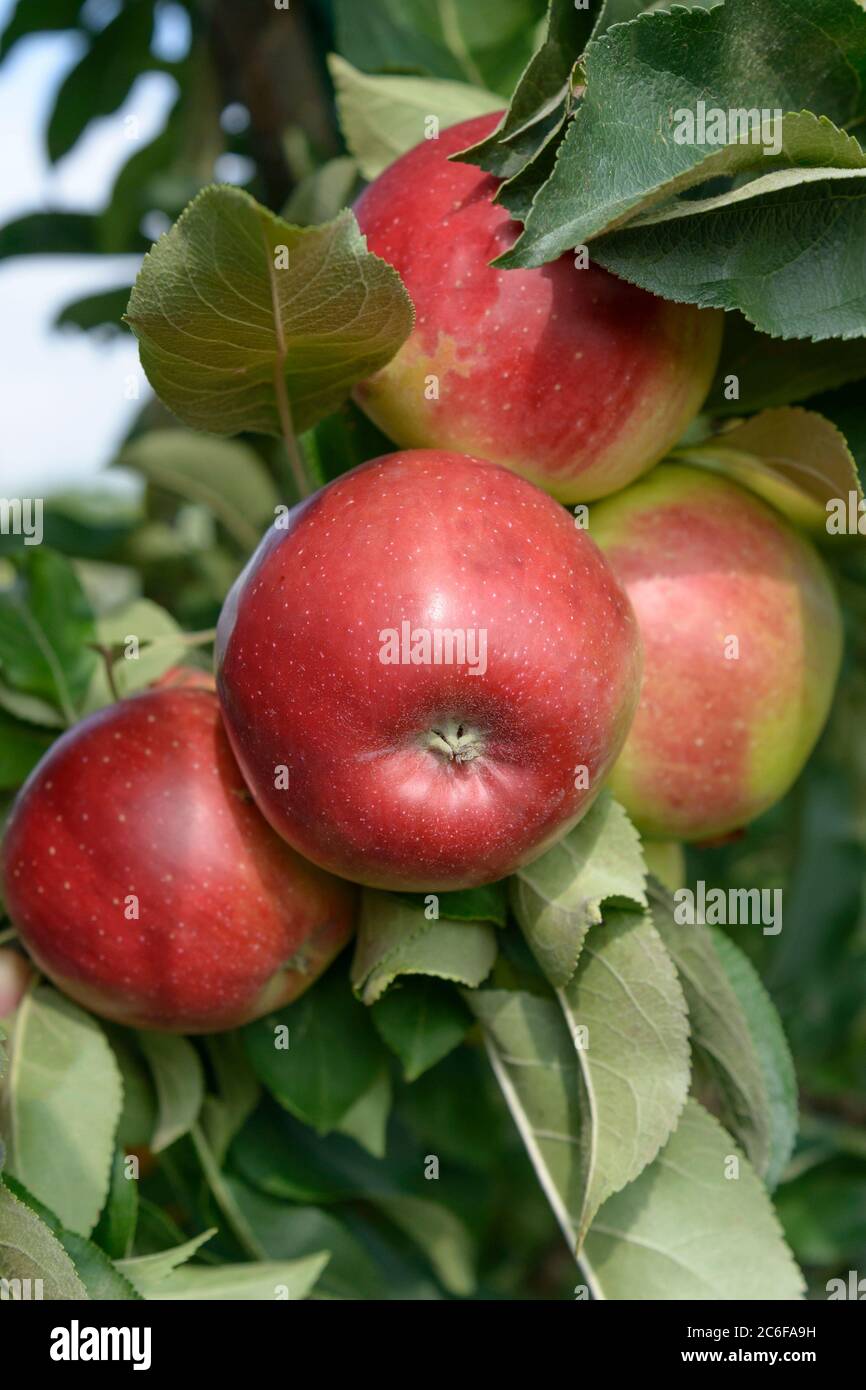 Saeulen-Apfel, Malus domestica Redcats, Column apple, Malus domestica Redcats Stock Photo
