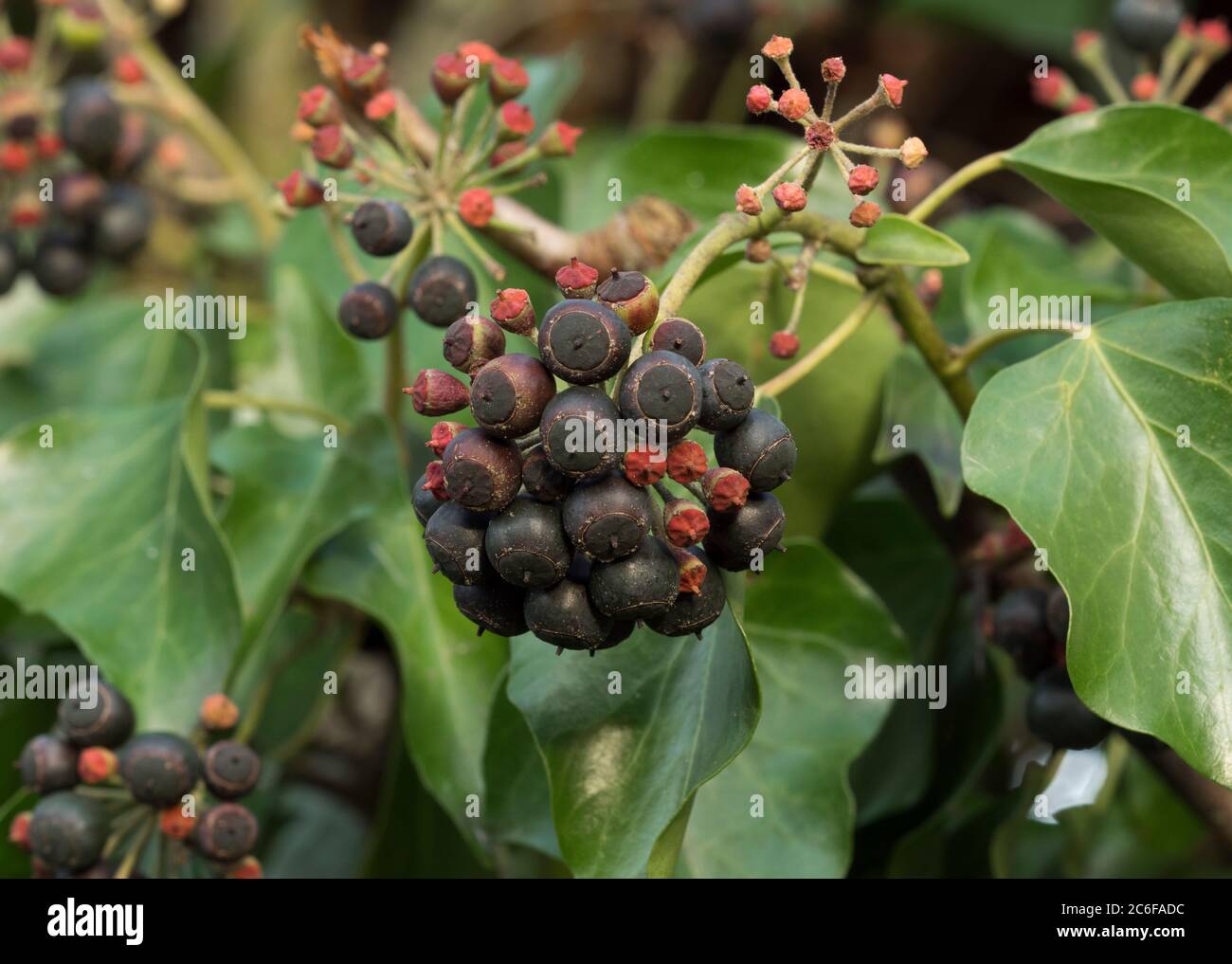 Ivy, Hedera helix, with berries. Taken February. Worcestershire, UK. Stock Photo