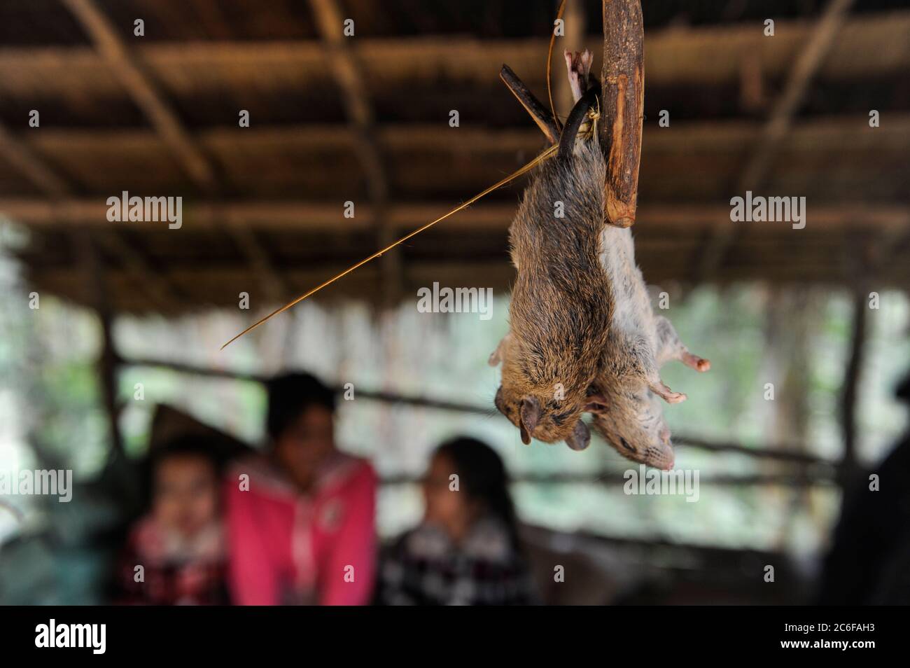 LAO PDR, market with rodents for sale to eat, wild animals cause transmission of virus from animal to human  / Laos, Bergbewohner verkaufen wilde Tiere, Nagetiere zum essen, Übertragung von Krankheiten Stock Photo