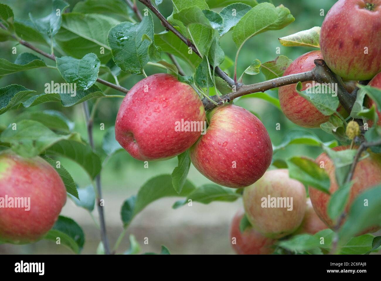 Apfel, Malus domestica Rekarda, Apple, Malus domestica Rekarda Stock Photo