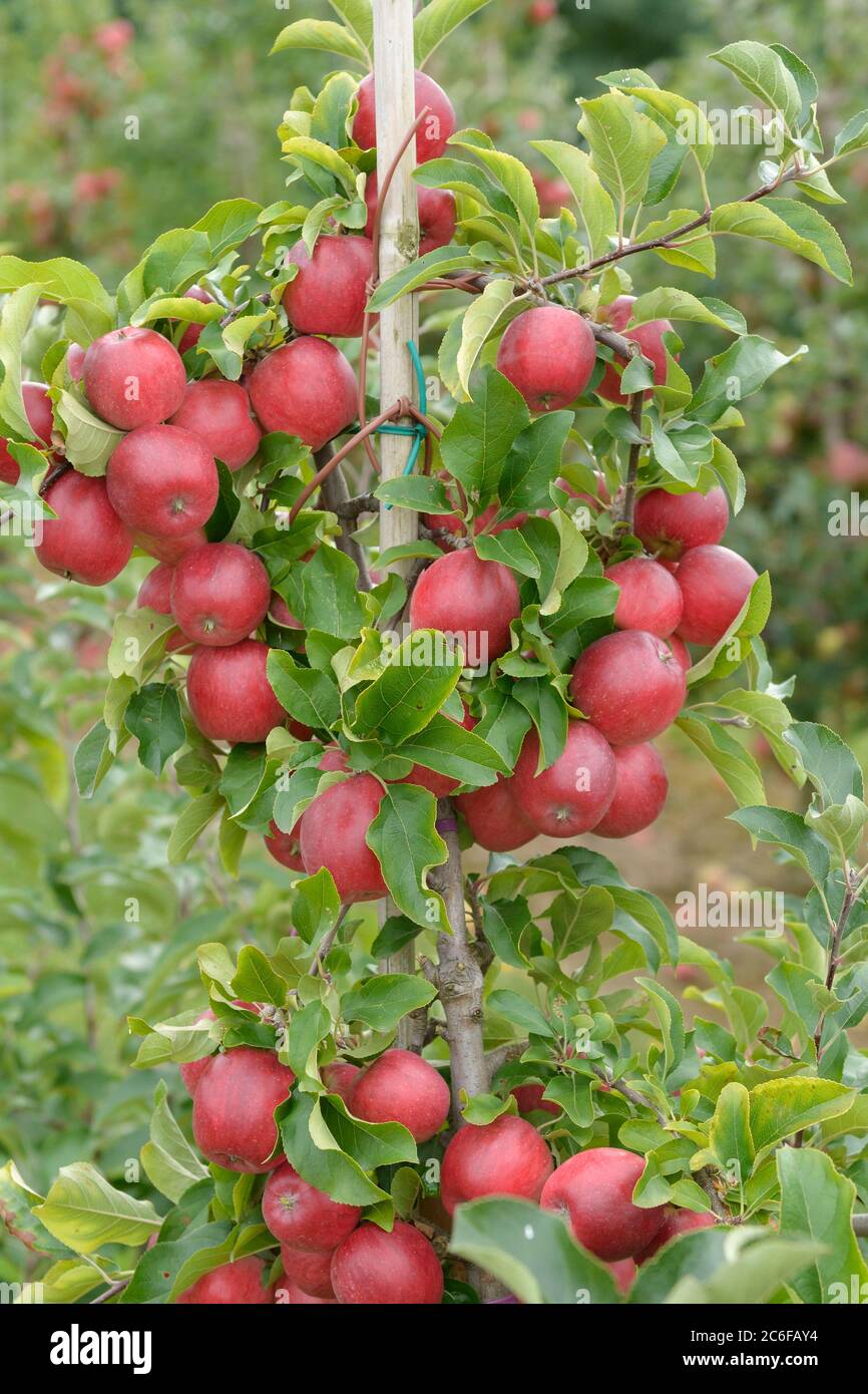 Apfel, Malus domestica Releika, Apple, Malus domestica Releika Stock Photo