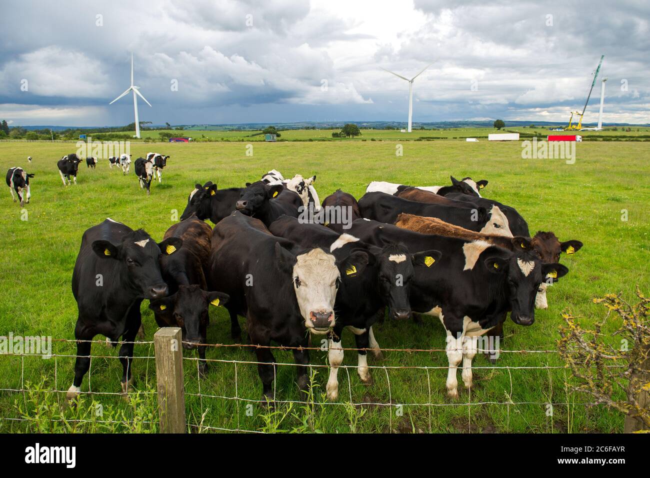Group of cows in green field with wind turbines backdrop hi-res stock ...