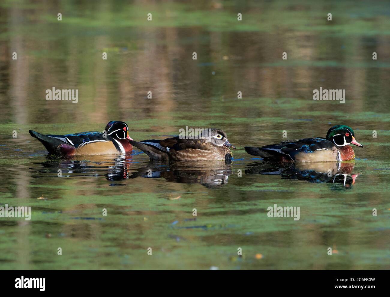 Two drake and one hen American wood duck swimming on fresh-water pond Stock Photo
