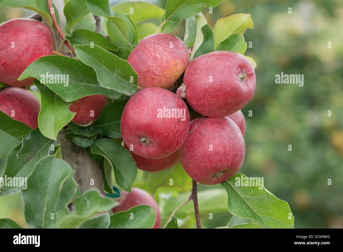 Apfel, Malus domestica Releika, Apple, Malus domestica Releika Stock Photo