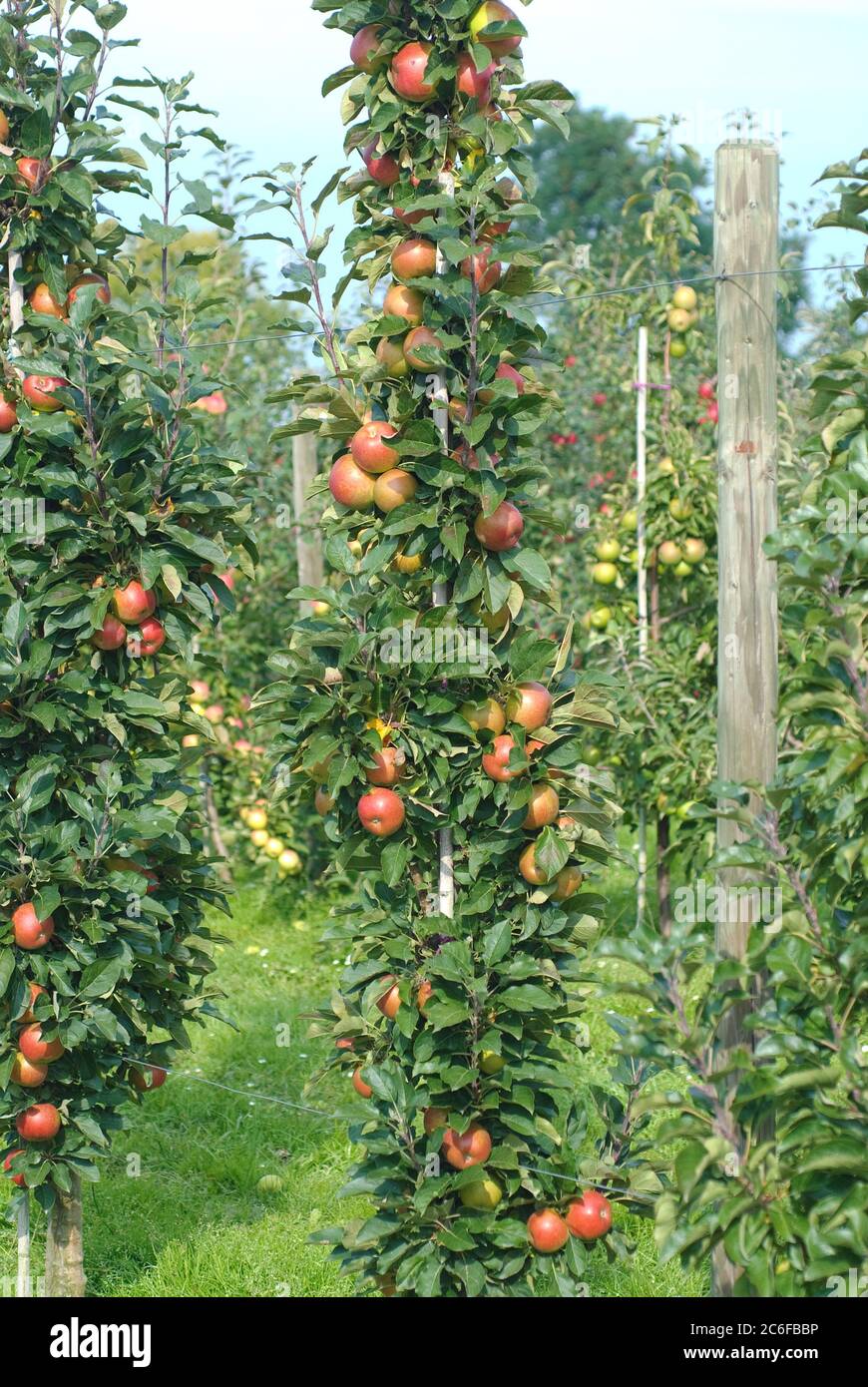 Saeulen-Apfel, Malus domestica Rondo, Column apple, Malus domestica Rondo  Stock Photo - Alamy