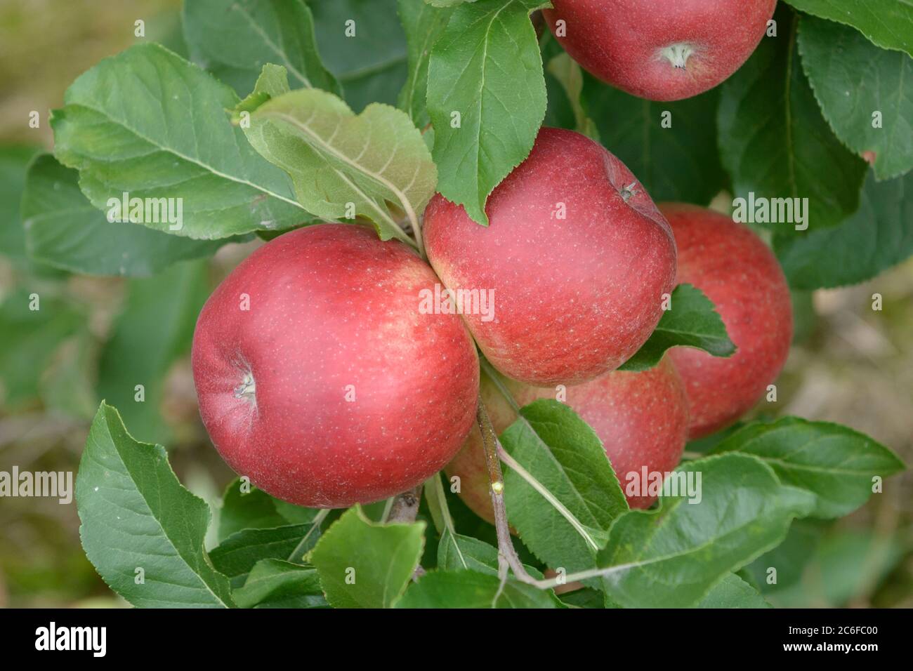 Apfel, Malus domestica Santana, Apple, Malus domestica Santana Stock Photo