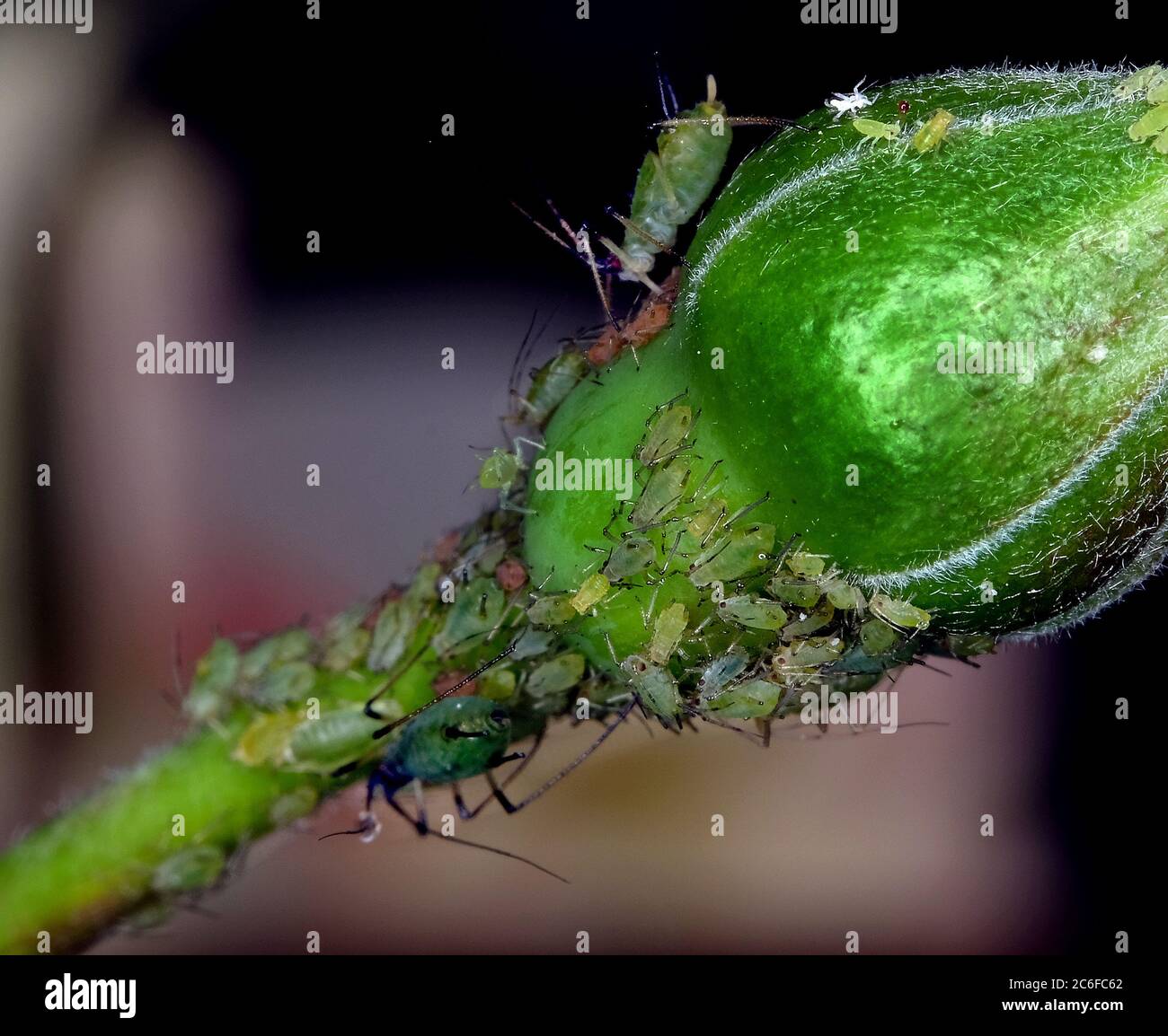 Spray greenfly natural hi res stock photography and images Alamy