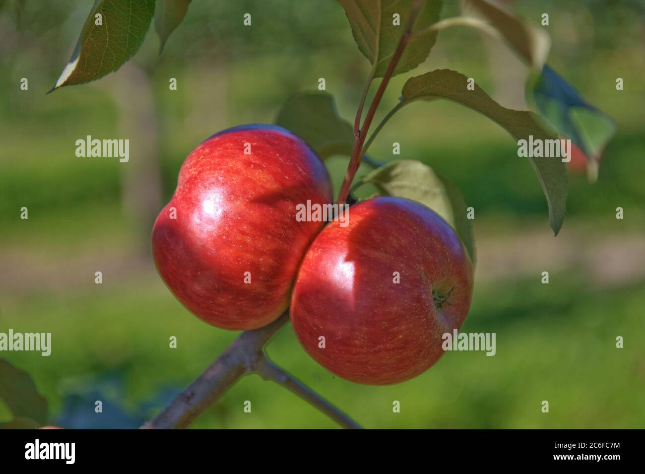 Apfel, Malus domestica Schoener von Herrnhut, Apple, Malus domestica Beautiful of Herrnhut Stock Photo