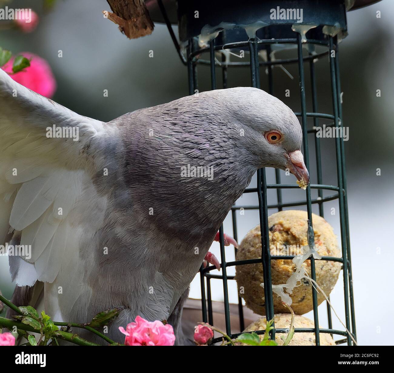 Feral pigeons, also called city doves, city pigeons, or street pigeons, are pigeons that are derived from the domestic pigeons that have returned to t Stock Photo