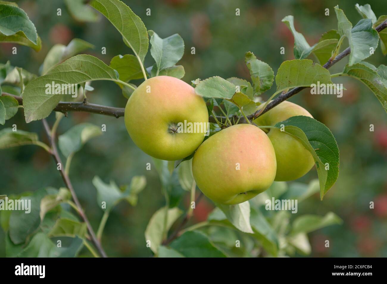 Apfel, Malus domestica Solaris, Apple, Malus domestica Solaris Stock Photo