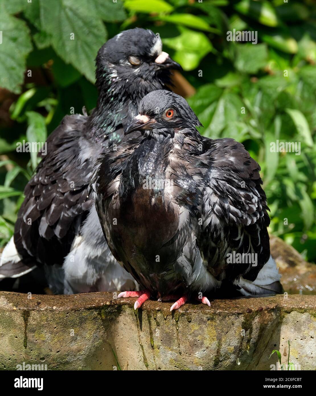 Feral pigeons, also called city doves, city pigeons, or street pigeons, are pigeons that are derived from the domestic pigeons that have returned to t Stock Photo