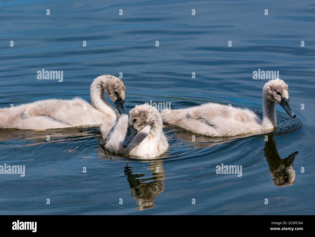 8 week old mute swan cygnets, Cygnus olor, swimming in Summer sunshine, East Lothian, Scotland, UK Stock Photo