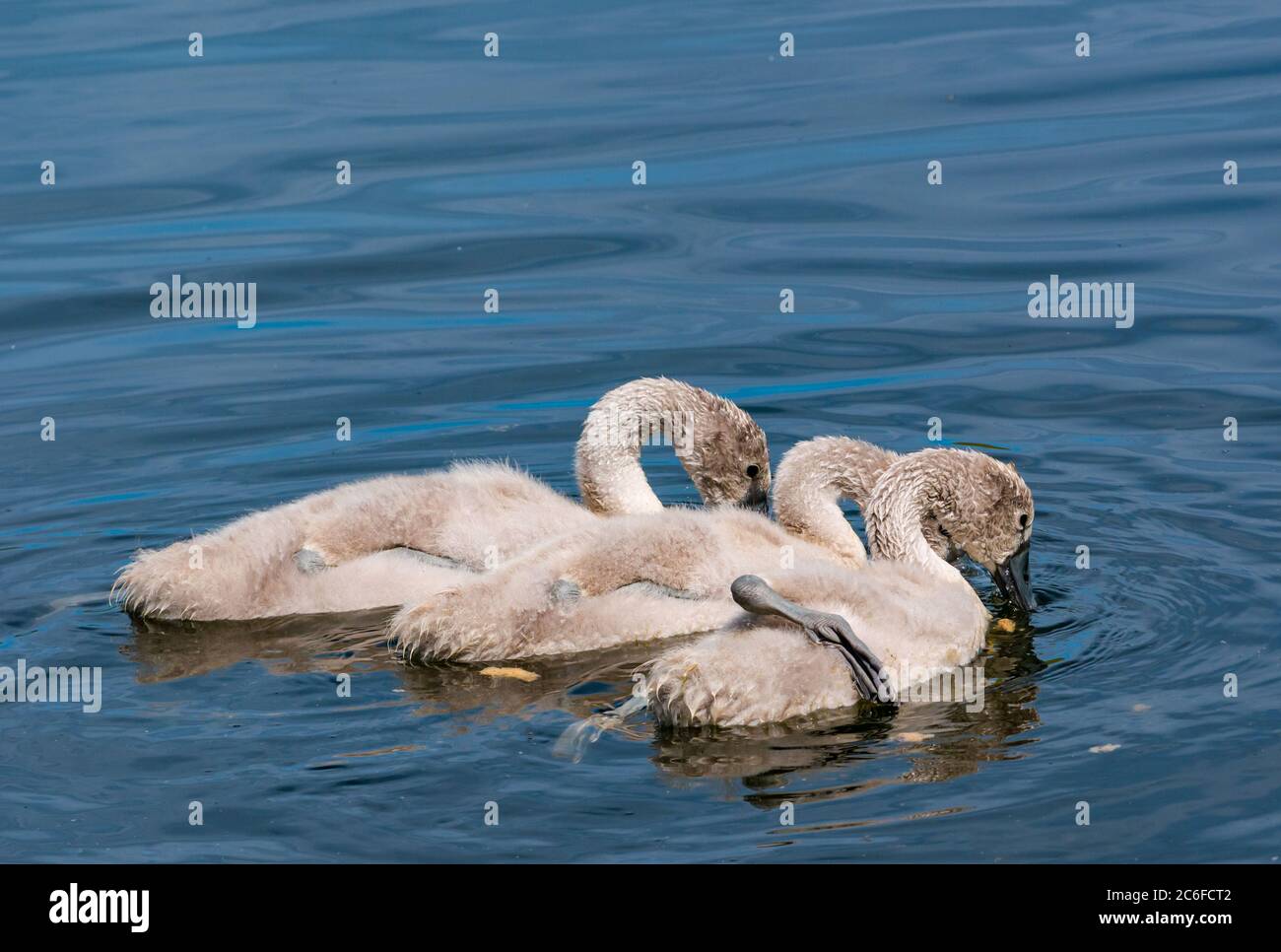 8 week old mute swan cygnets, Cygnus olor, swimming with webbed foot on back in Summer sunshine to cool off, East Lothian, Scotland, UK Stock Photo