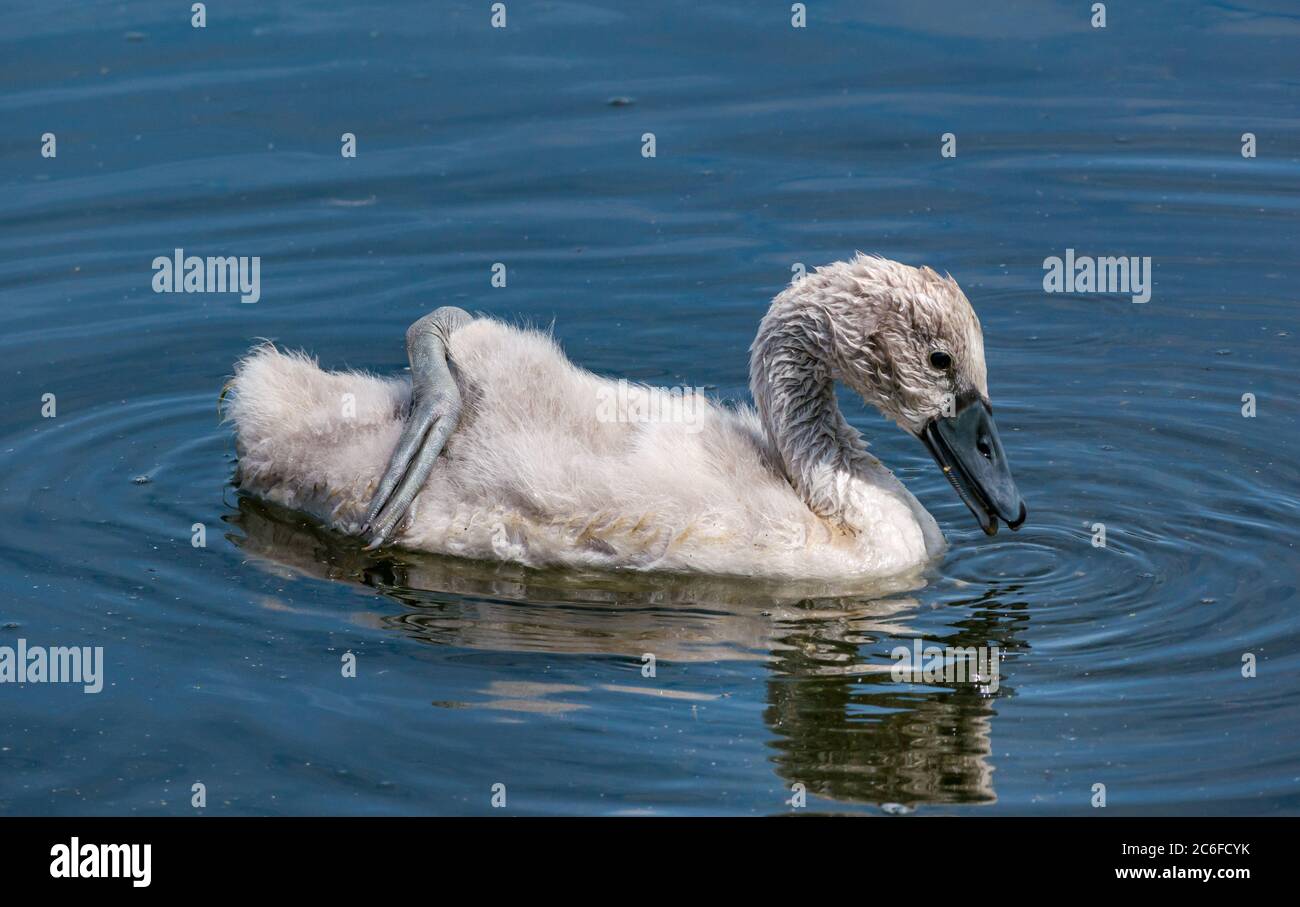 Close up of 8 week old mute swan cygnet, Cygnus olor, swimming with webbed foot on its back in Summer sunshine to cool off, East Lothian, Scotland, UK Stock Photo