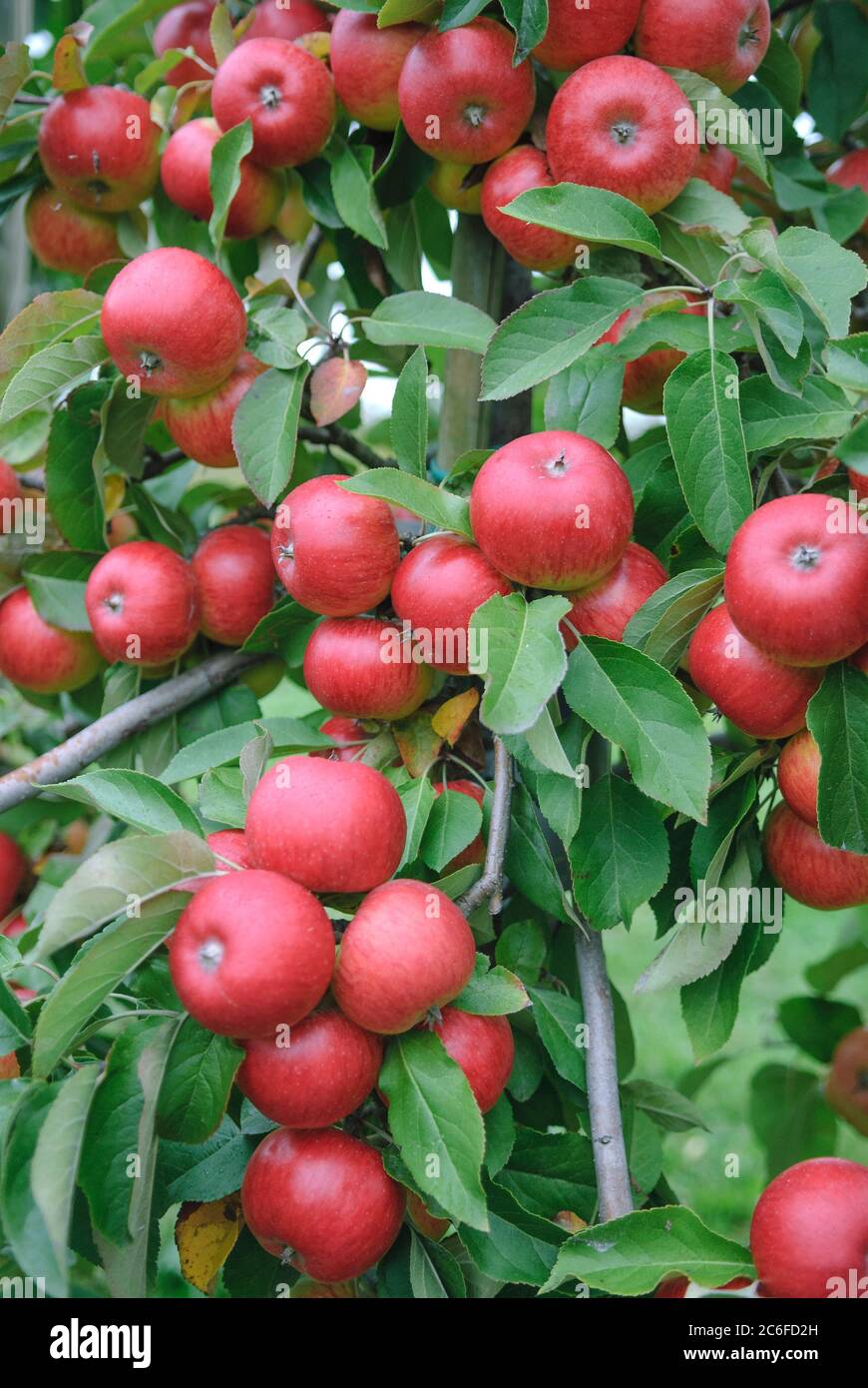 Apfel, Malus domestica Topaz, Apple, Malus domestica Topaz Stock Photo