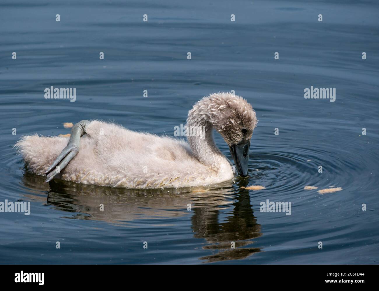 Close up of 8 week old mute swan cygnet, Cygnus olor, swimming with webbed foot on its back in Summer sunshine to cool off, East Lothian, Scotland, UK Stock Photo