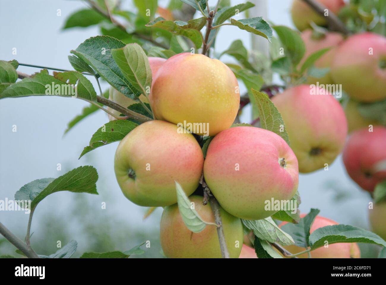 Apfel, Malus domestica Winterbananenapfel, Apple, Malus domestica Winter Banana Stock Photo